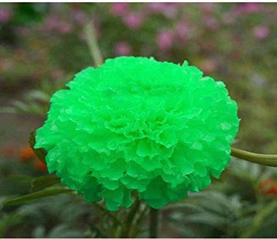 KANISHQ Green Marigold Seed(50 per packet)