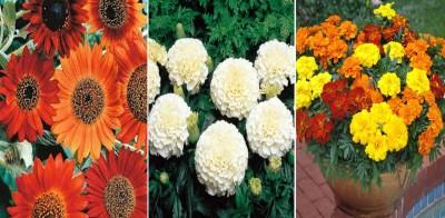 Antier Sunflower Earthwalker, White Vanilla Marigold and French Marigold Seed(150 per packet)