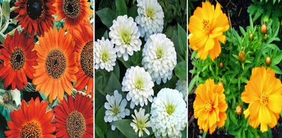 Jevik Sunflower Earthwalker (Hybrid), Zinnia Gaint White and Cosmos yellow Seed(150 per packet)