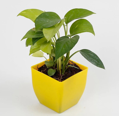 Ukaanda Money Plant(Hybrid, Pack of 1)
