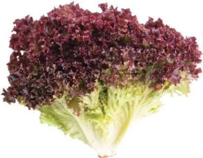 Antier Lettuce Red Lollo Rosso seeds 150 Seeds x 1 Packet Seed(150 per packet)