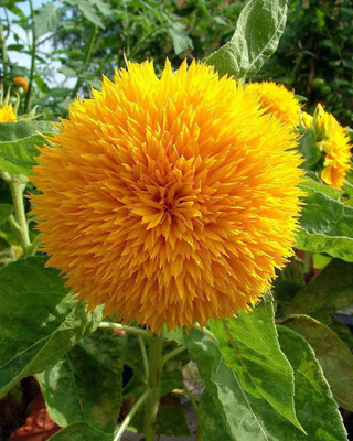 Paudha Sunflower Teddy Bear Seed(20 per packet)