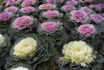 Paudha Ornamental Kale Seed(35 per packet)