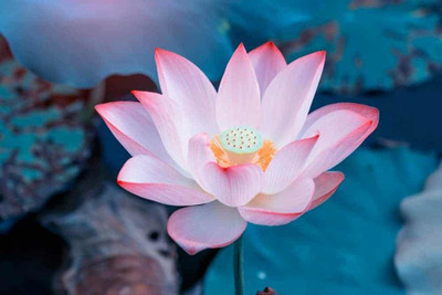Paudha Lotus Flower Seed(6 per packet)