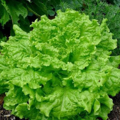 Axote Lettuce grand rapid Seed(300 per packet)