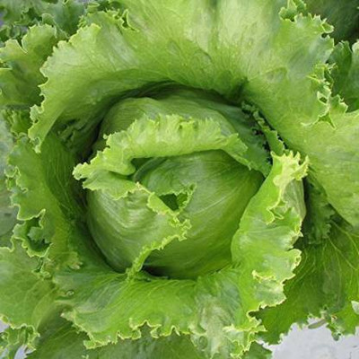 Axote LETTUCE SALISTA Seed(25 per packet)