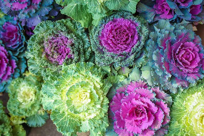 Paudha Ornamental Kale Seed(30 per packet)