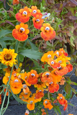Paudha Nemesia Carnival Mix Seed(46 per packet)