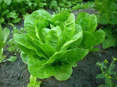 Axote Lettuce Romaine Seed(50 per packet)