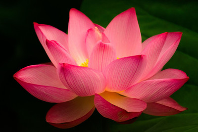 Paudha Lotus Flower Seed(6 per packet)