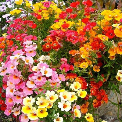Paudha Nemesia Carnival Mix Seed(46 per packet)