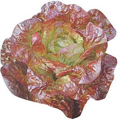 Axote BUTTER HEAD LETTUCE RED Seed(25 per packet)
