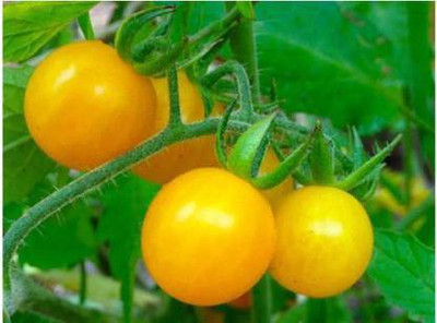 Axote gold currant cherry tomato Seed(25 per packet)