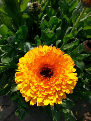Sjeme Calendula Yellow Flower Seed Seed(70 per packet)