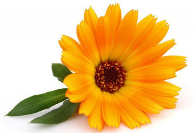 Sjeme Calendula Flower Seed Seed(40 per packet)