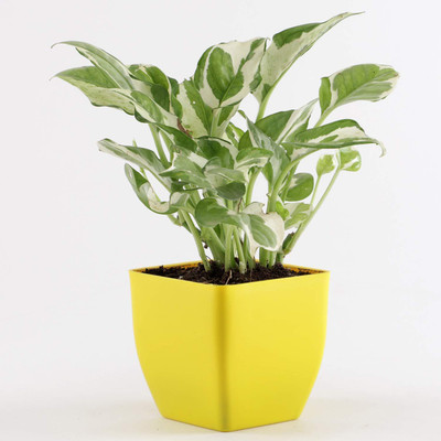 BebyTree Golden Money Plant(Hybrid, Pack of 1)