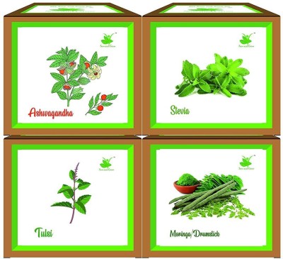 Sow and Grow Ashwagandha, Stevia, Tulsi, Moringa Plant Seed Gardening Kit for Home and Garden Seed(4 per packet)