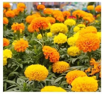 gorgeous moment marigold Seed(20 per packet)