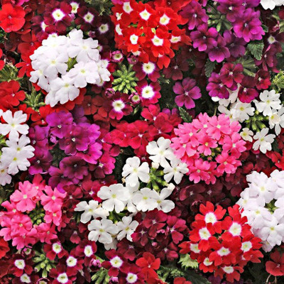 Sjeme Hybrid Verbena Mixed Seed Seed(400 per packet)