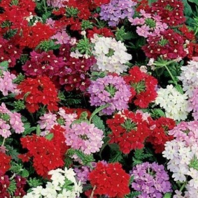 Sjeme Verbena Mixed Seed Seed(100 per packet)