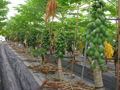 THAMMAR RED LADY PAPAYA Seed(600 per packet)