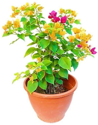 Vijay Sales Bougainvillea Plant(Hybrid, Pack of 1)