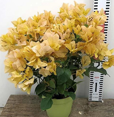 Vijay Sales Bougainvillea Plant(Hybrid, Pack of 1)