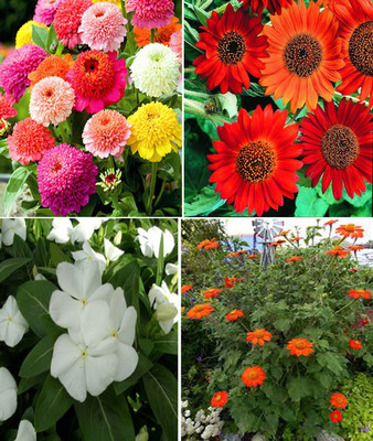 Jevik Zinnia Scabiosa Mixed, Sunflower Earthwalker, White Vinca and Tithonia Seed(100 per packet)