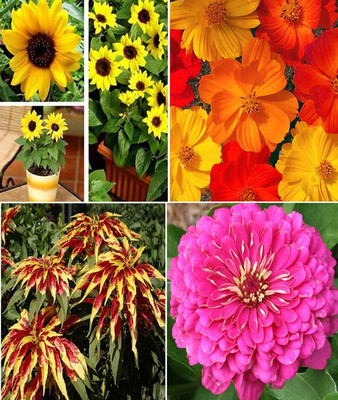 Jevik Sunflower Miniature , Cosmos Mixed , Amaranthus and Pink Zinnia Seed(4 per packet)