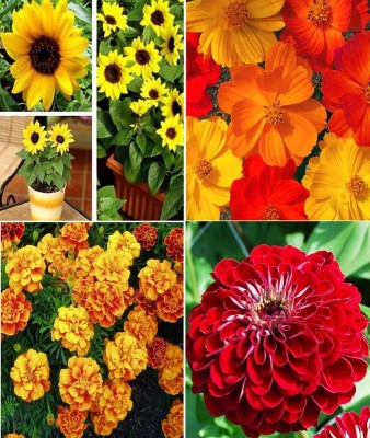 Antier Sunflower Miniature , Cosmos Mixed , Marigold Gul jafri and Zinnia Gaint Red Seed(100 per packet)