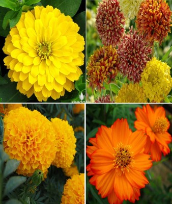 Antier Zinnia Gaint Yellow, Gaillardia Duo Mixed, Marigold African Mixed and Orange Cosmos Seed(200 per packet)