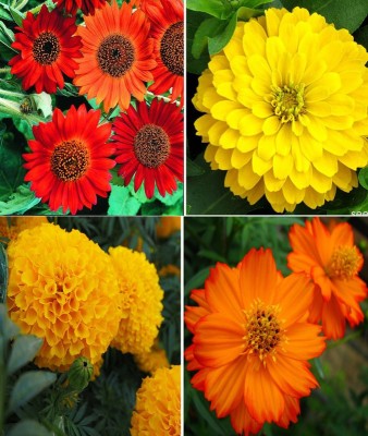 Antier Sunflower Earthwalker, Zinnia Gaint Yellow, Marigold African Mixed and Orange Cosmos Seed(100 per packet)