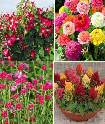 Antier Ipomea Scarlet O'Hara (Morning Glory), Zinnia Scabiosa Mixed, Gomphrena Mixed and Celosia Seed(100 per packet)