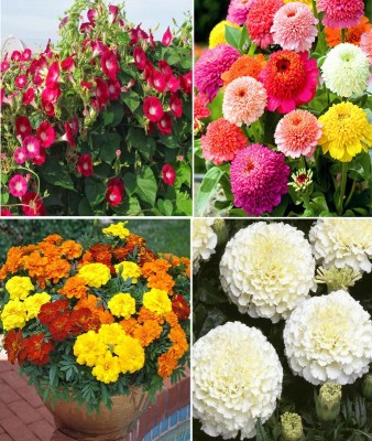 Antier Ipomea Scarlet O'Hara (Morning Glory), Zinnia Scabiosa Mixed, French Marigold and White Vanilla Marigold Seed(100 per packet)