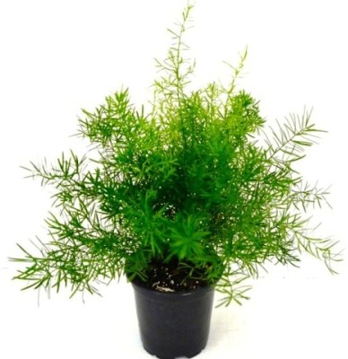 HERBALISM Asparagus Plant(Pack of 1)