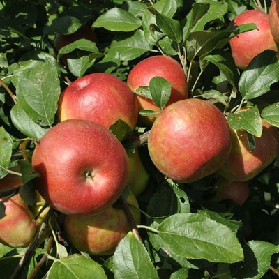 ADRIJA PLANT NURSERY Apple Plant(Hybrid, Pack of 1)