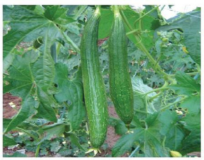 gorgeous moment Sponge Gourd Seed(20 per packet)