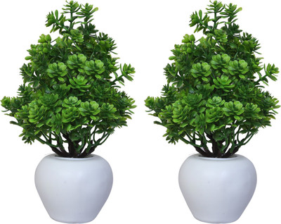 MODO Combo of 2 Artificial Plants with Apple Pot for Home & Office Decor/Guldasta Bonsai Wild Artificial Plant  with Pot(21 cm, Green)