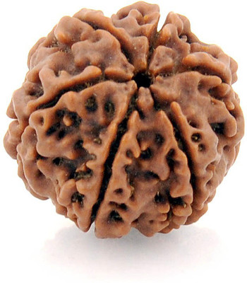 Rashifaashion Natural 6 Face Rudraksha Beads Original Natural Lab Certified 6 Mukhi Rudraksha Wood Pendant
