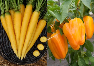 Antier Yellow Carrot and Orange Bell Pepper Seed(100 per packet)