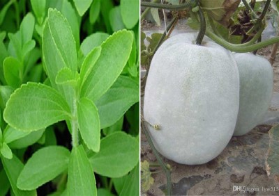 Antier Stevia Sweet Leaves and Ash Gourd (Mithai Petha) seeds Seed(60 per packet)