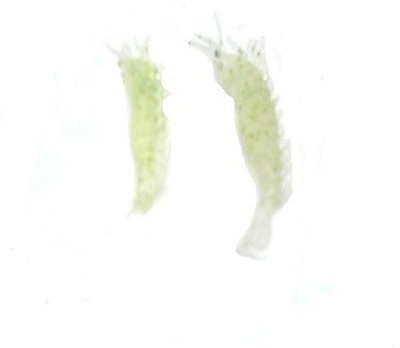 JUST ONE CLICK Soft Bait Silicone Fishing Lure(Pack of 2, Size 7)