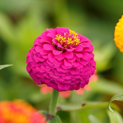 ME Traders Zinnia Mix flower Seed(24 per packet)