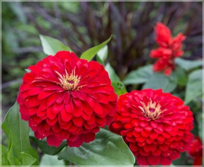 Udanta Zinnia Red Flower Seeds | Best for Indian Climate | Pack Of 50 Flower Seeds Seed(50 per packet)