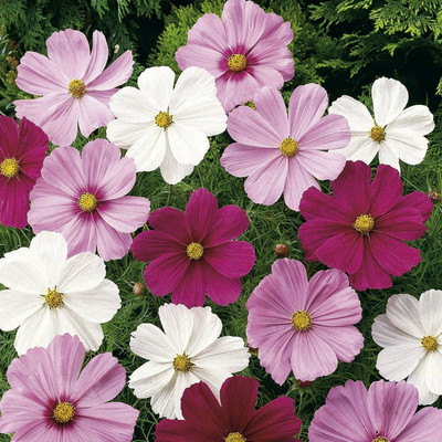 XOLDA Exotic comos Seed(24 per packet)