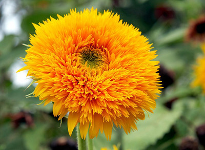 LIVOX Sunflower, Sungold Seed(20 per packet)