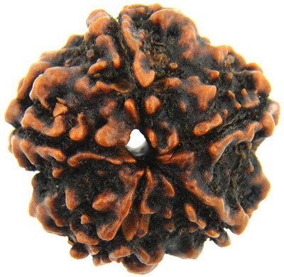 Oneshivagems 5 Mukhi Certified Nepali Five Mukhi Rudraksha Beads Wood Pendant