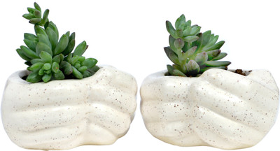 Jimkia Ceramic Hancrafted Succulent Planter Pot Plant Container Set(Pack of 2, Ceramic)