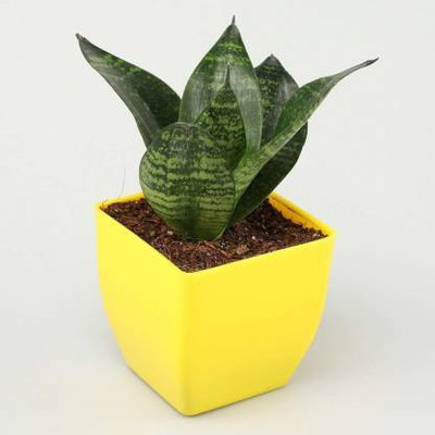 WB Wood Gibbs Two Layer Bamboo Plant(Pack of 1)