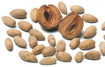 Sjeme Melia Dubia Tree Neem Malabar Seed Seed(35 per packet)